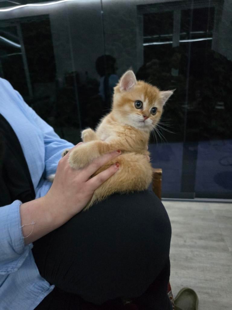 Britse korthaar poesje, Dieren en Toebehoren, Poes, Ontwormd, 0 tot 2 jaar