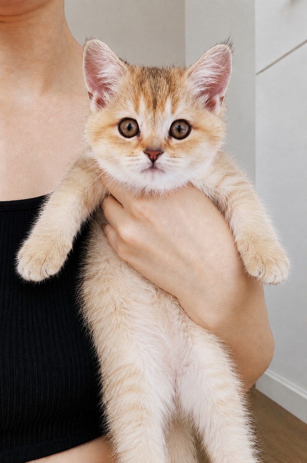 2 Lieve Britse korthaar kittens golden, Dieren en Toebehoren, Meerdere dieren, Ontwormd