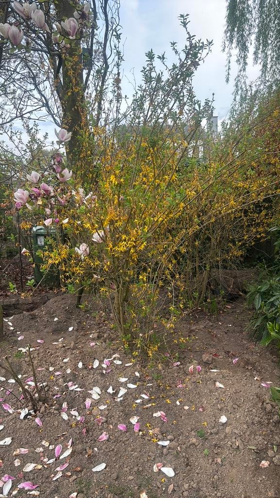 3 grote forsythia bomen oftwel chinees klokje, Ophalen of Verzenden, Overige soorten, Struik