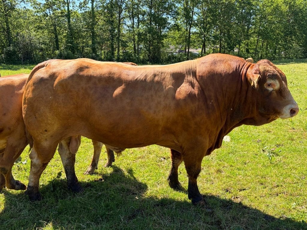 Te koop Limousin stamboek dekstier van ruim 4.5 jaar oud., Dieren en Toebehoren, Mannelijk, 3 tot 6 jaar