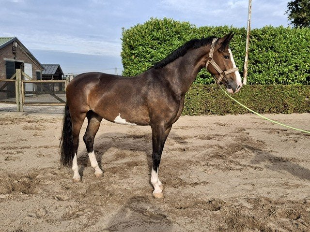 Tuigpaard / Menpaard, Dieren en Toebehoren, Paarden, Merrie, Met stamboom, B, 3 tot 6 jaar