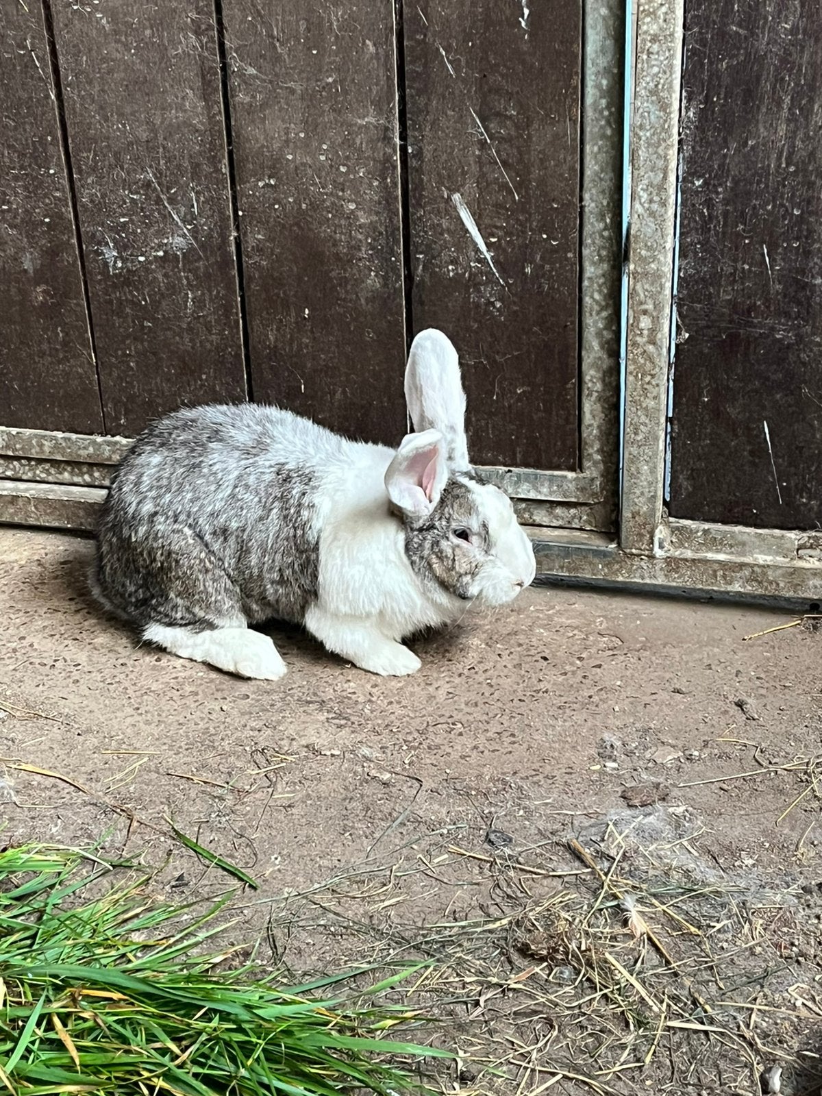 Duitse reus, Dieren en Toebehoren, Mannelijk, Groot