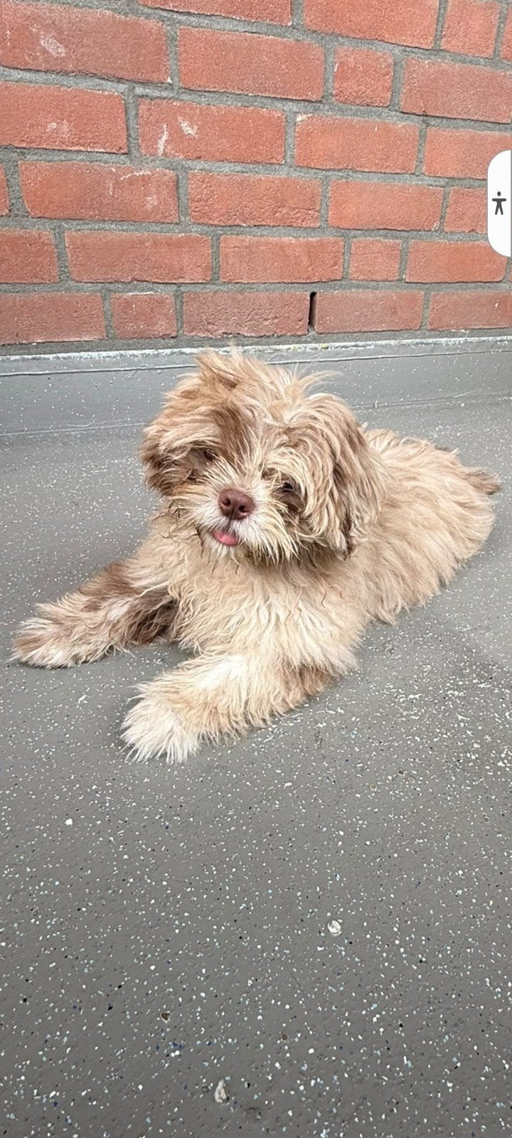 Choco merle shih tzu reutje, Dieren en Toebehoren, 15 weken tot 1 jaar, CDV (hondenziekte), Eén hond, Nederland