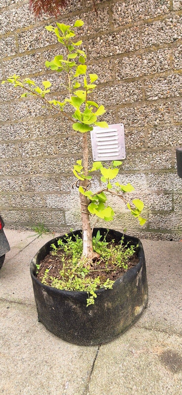 Bonsai Ginkgo - Unieke Japanse Notenboom, Overige soorten, Volle zon, Vaste plant, Ophalen of Verzenden