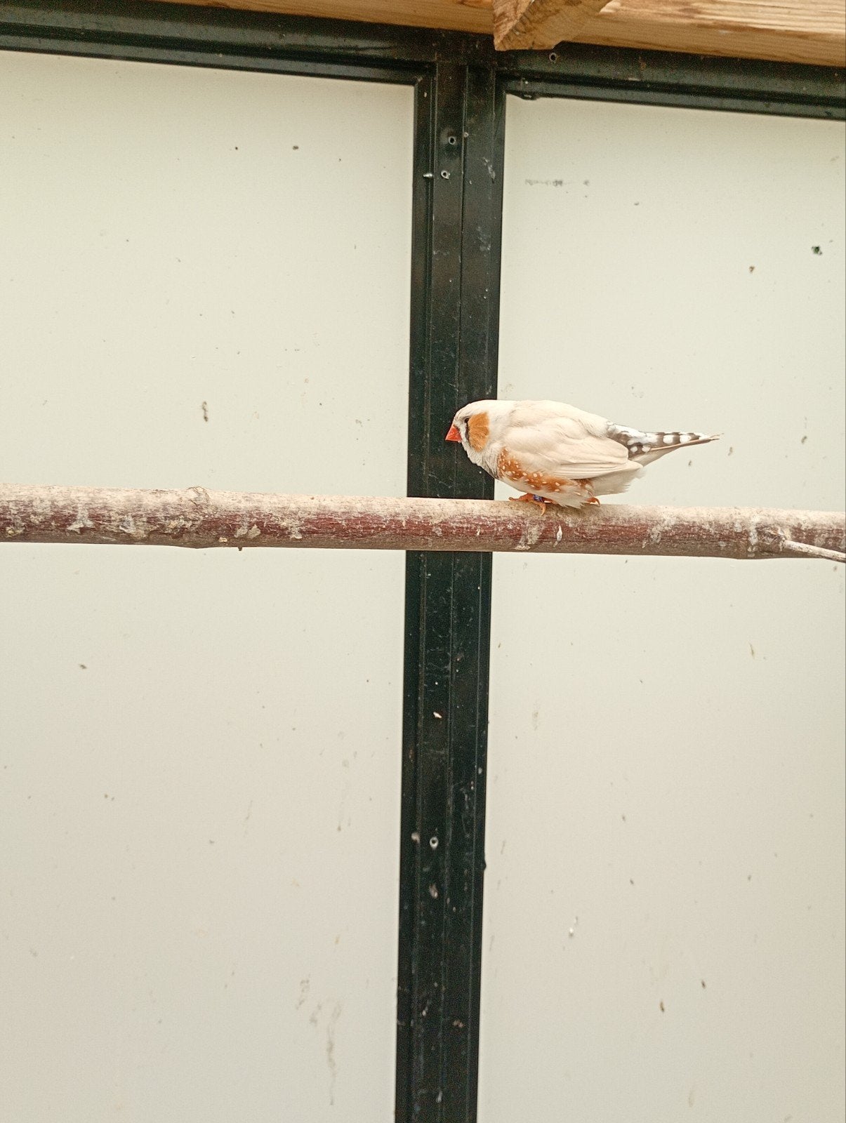 tekoop wit masker zebravinken, Dieren en Toebehoren, Vogels | Overige Vogels, Meerdere dieren, Tropenvogel, Geringd