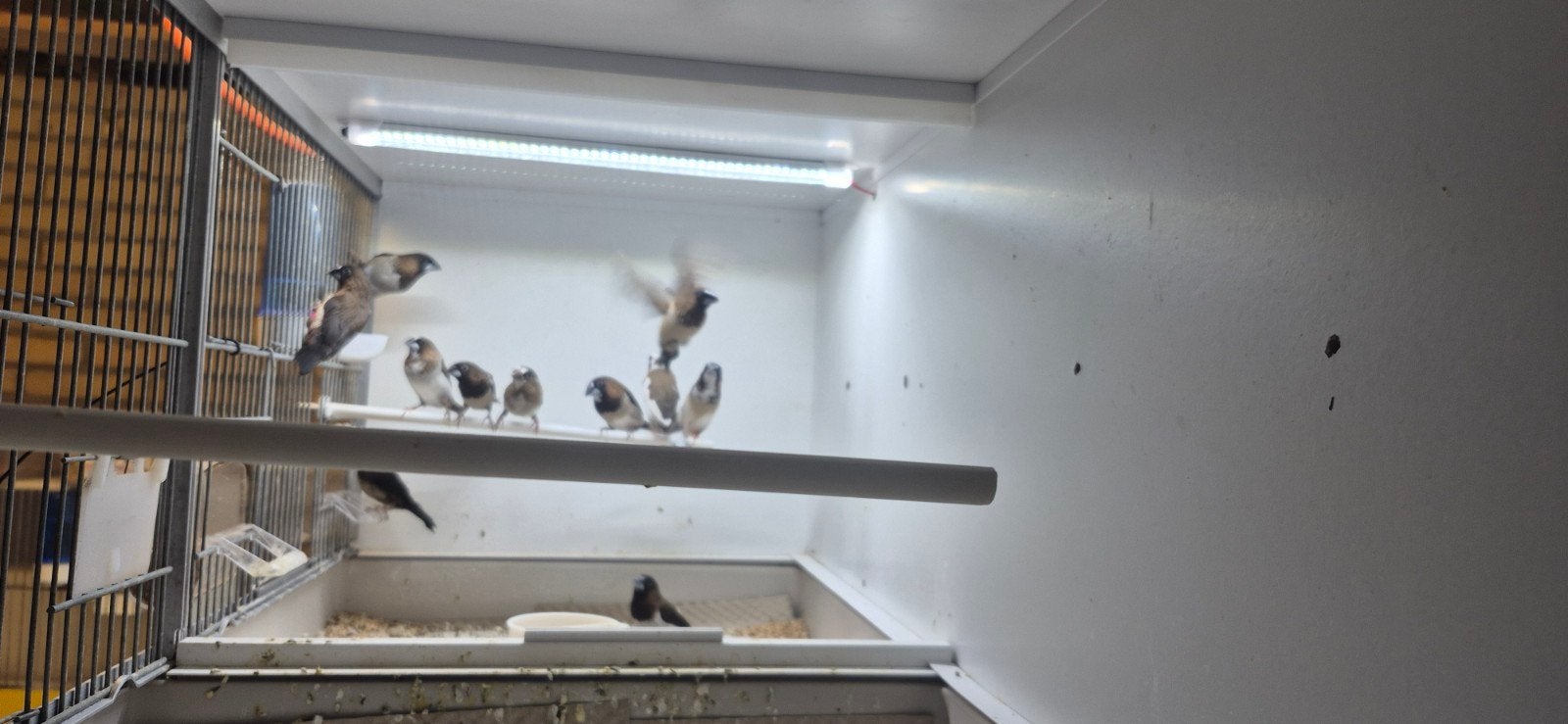 bonte japanse meeuwtjes, Dieren en Toebehoren