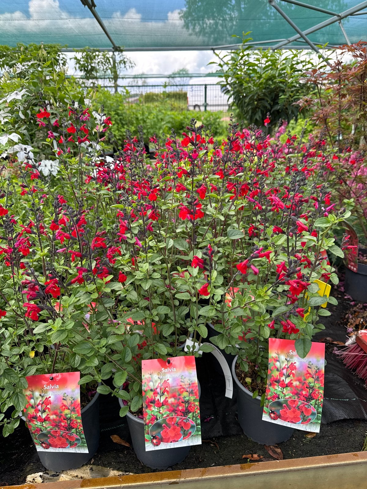 Vlinderlokkende Salvia in diverse soorten - 2,5L pot, Volle zon, Vaste plant, Zomer, Ophalen
