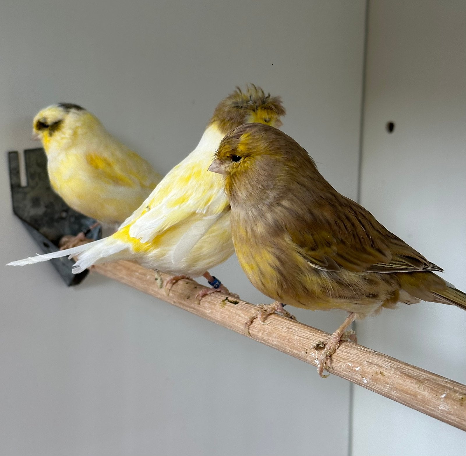 Gloster kanaries poppen, Dieren en Toebehoren, Vogels | Kanaries, Meerdere dieren, Kleurkanarie