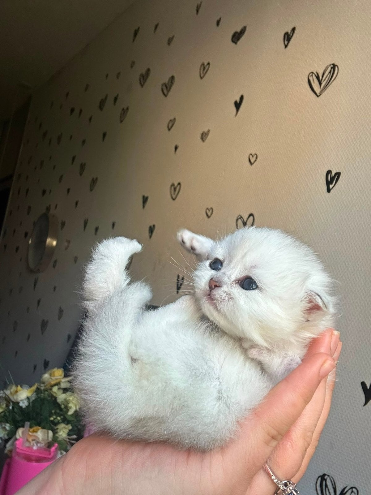 langhaar British kittens zoeken een liefdevol huisje, Meerdere dieren, Ontwormd