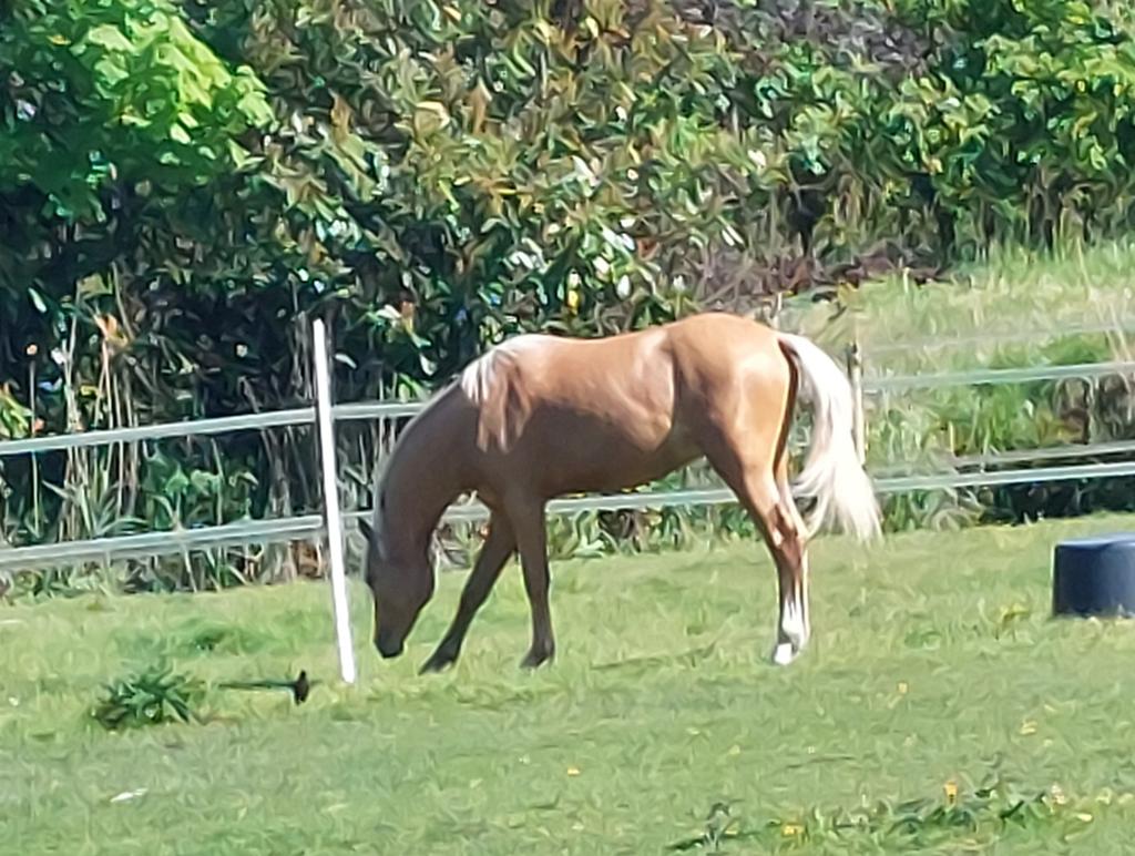 Paardenmest (gratis), Ophalen of Verzenden, Tuinaarde