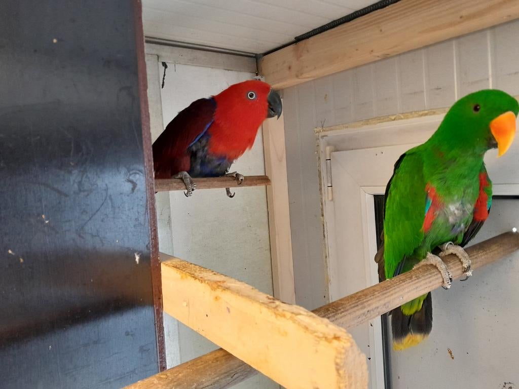 Edelpapegaaien 2 kweekkoppels te koop, Dieren en Toebehoren, Vogels | Parkieten en Papegaaien, Meerdere dieren, Papegaai, Geringd