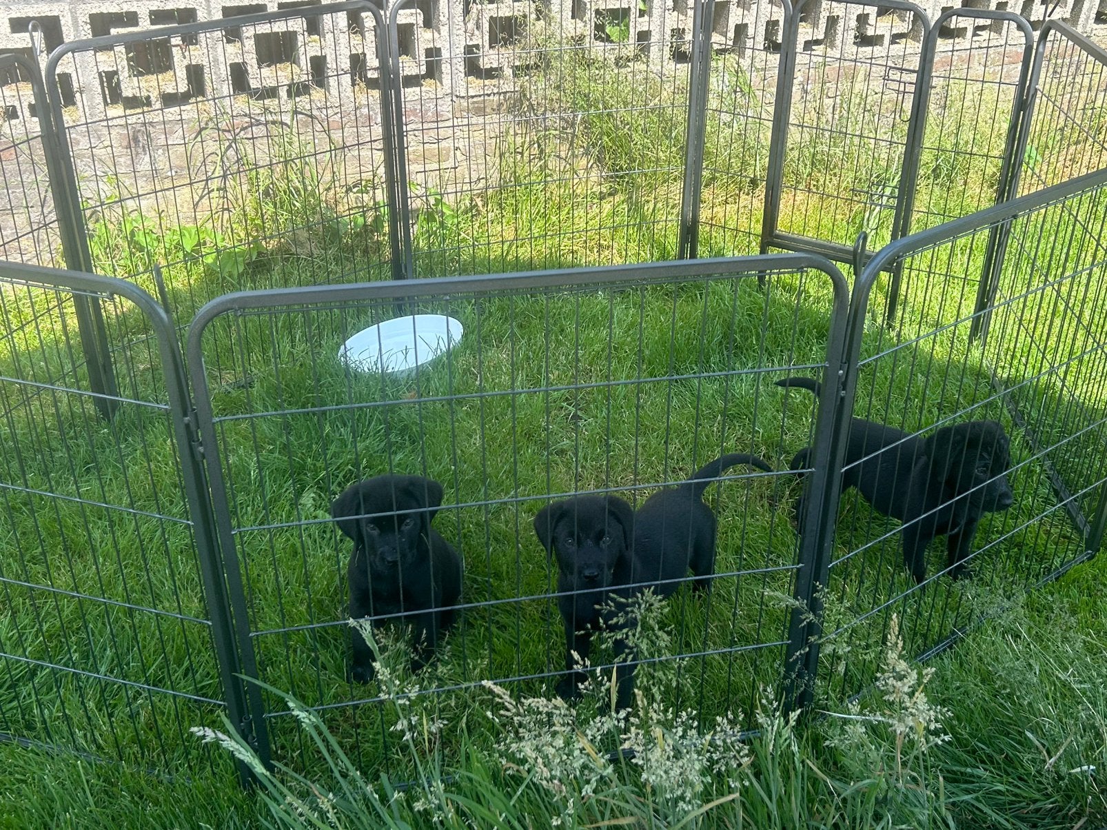 Labrador pups tekoop, Dieren en Toebehoren, Honden | Retrievers, Spaniëls en Waterhonden, Reu, 8 tot 15 weken, Labrador retriever
