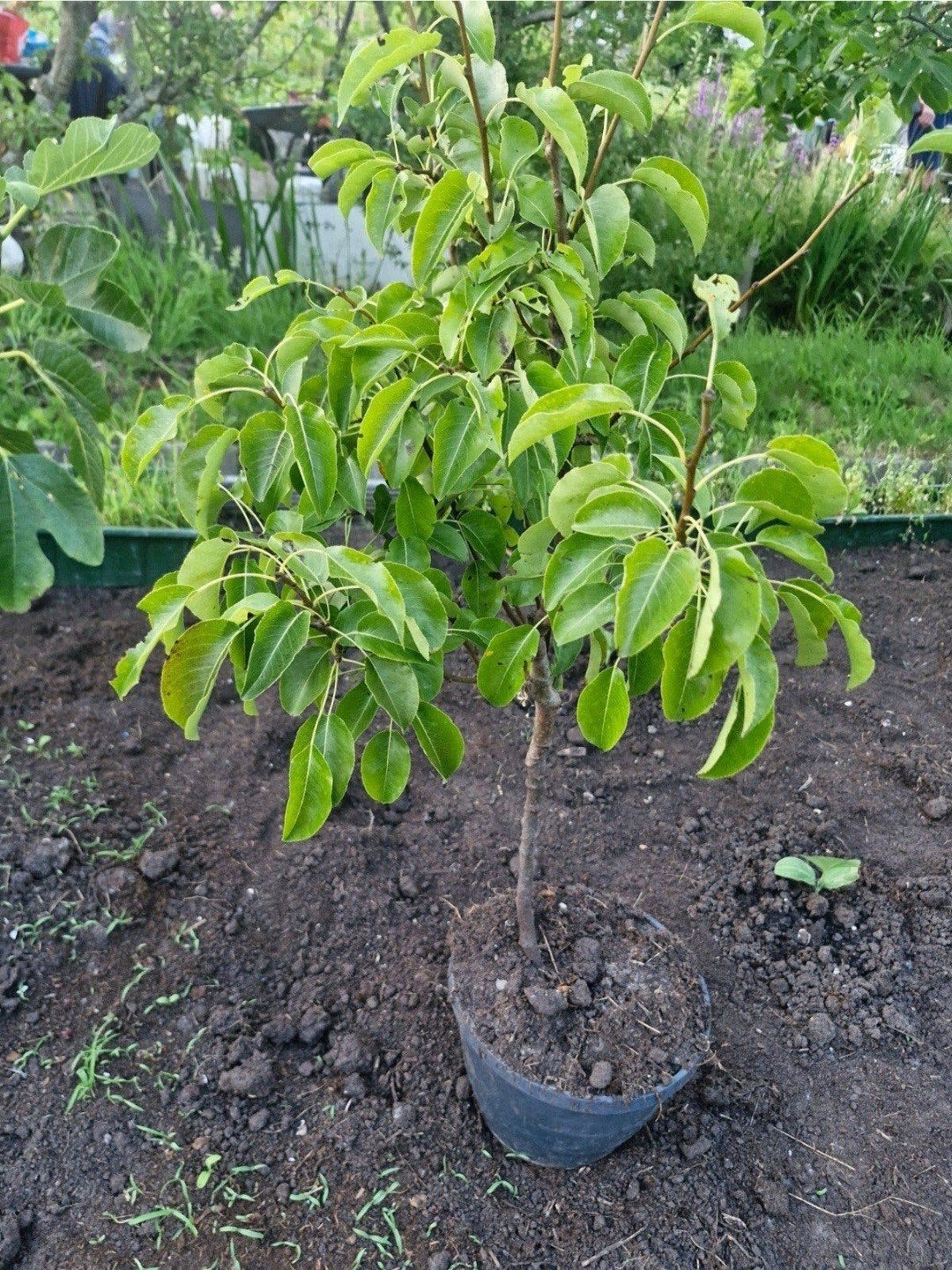 Te koop, Peer plant /boom., Ophalen
