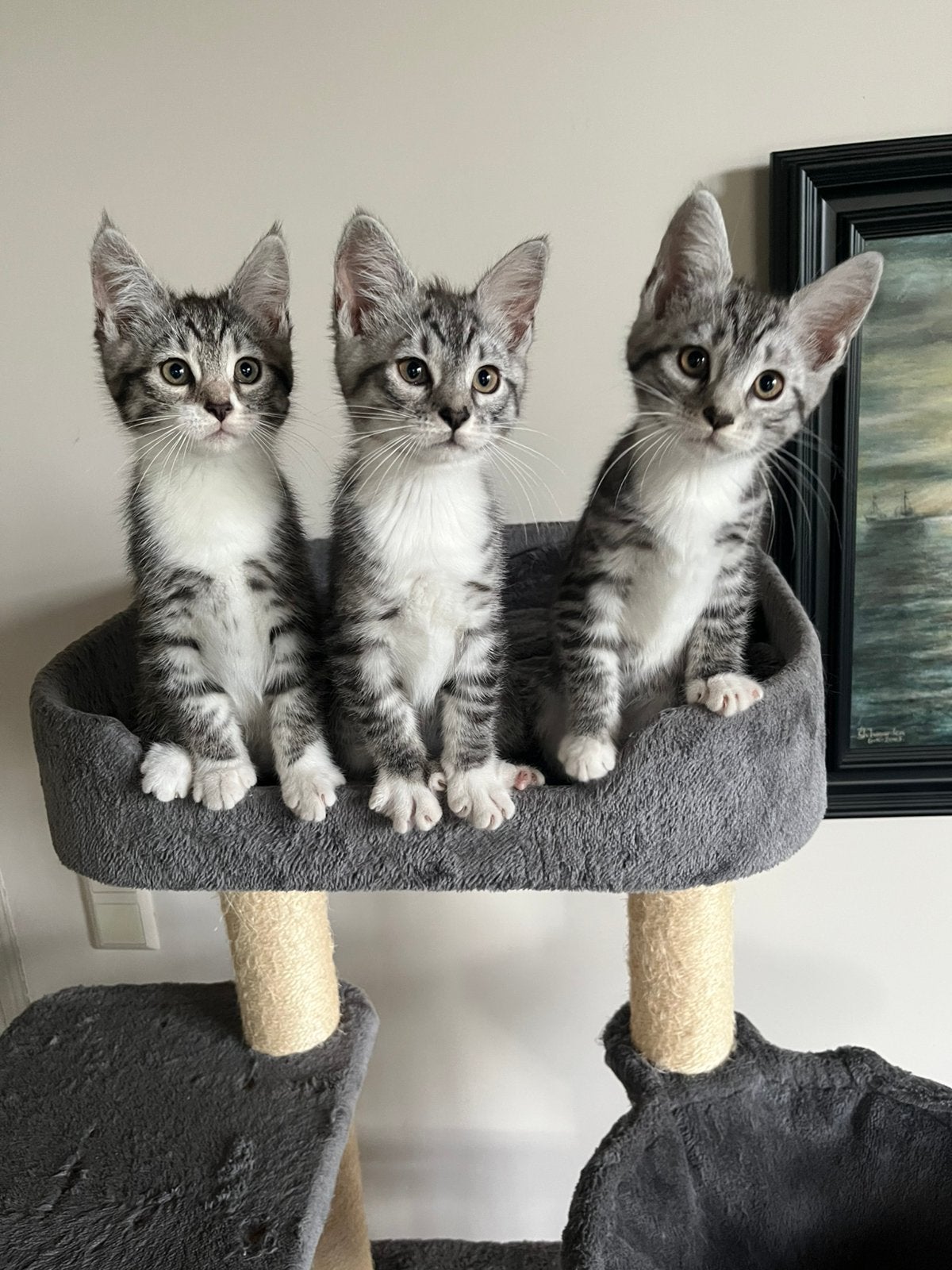 Prachtige en lieve Maine coon x kittens, Dieren en Toebehoren, Meerdere dieren, Ontwormd, 0 tot 2 jaar