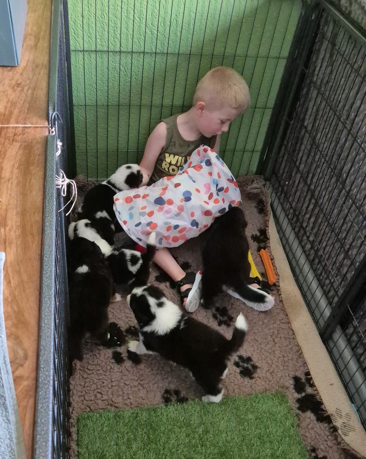 Australian shepherd kruising puppy's, 8 tot 15 weken, Groot, Meerdere, Meerdere dieren