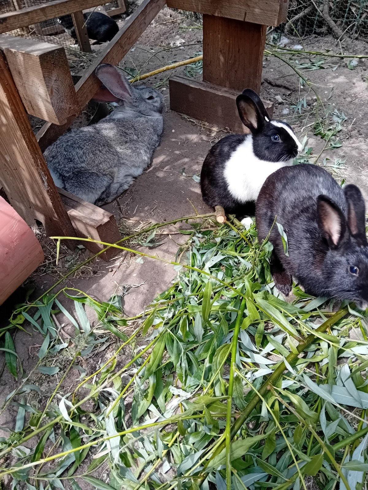 Konijnen tekoop, Dieren en Toebehoren, Konijnen, Meerdere dieren