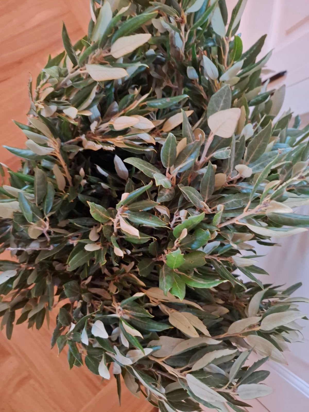 verse Steeneik te koop 5 bossen, Ophalen of Verzenden, Nieuw, Overige typen, Natuurlijk materiaal