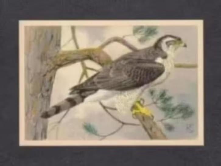 Roofvogel Havik (7)., Ophalen of Verzenden, 1960 tot 1980, Vogel
