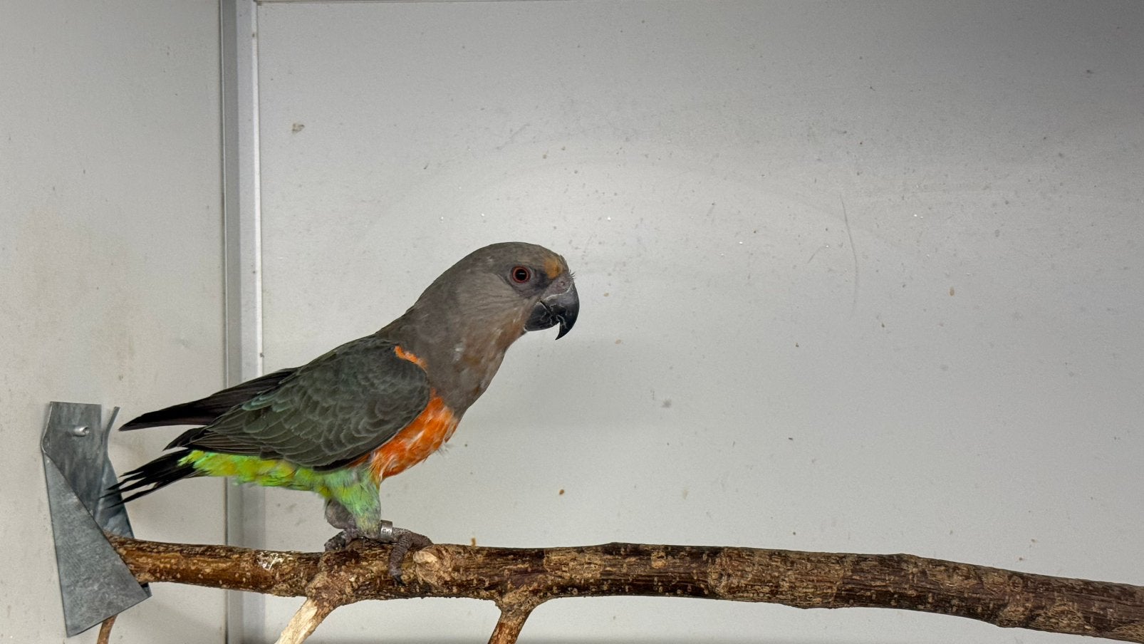 Roodbuik papegaai man 2025, Dieren en Toebehoren, Mannelijk, Papegaai