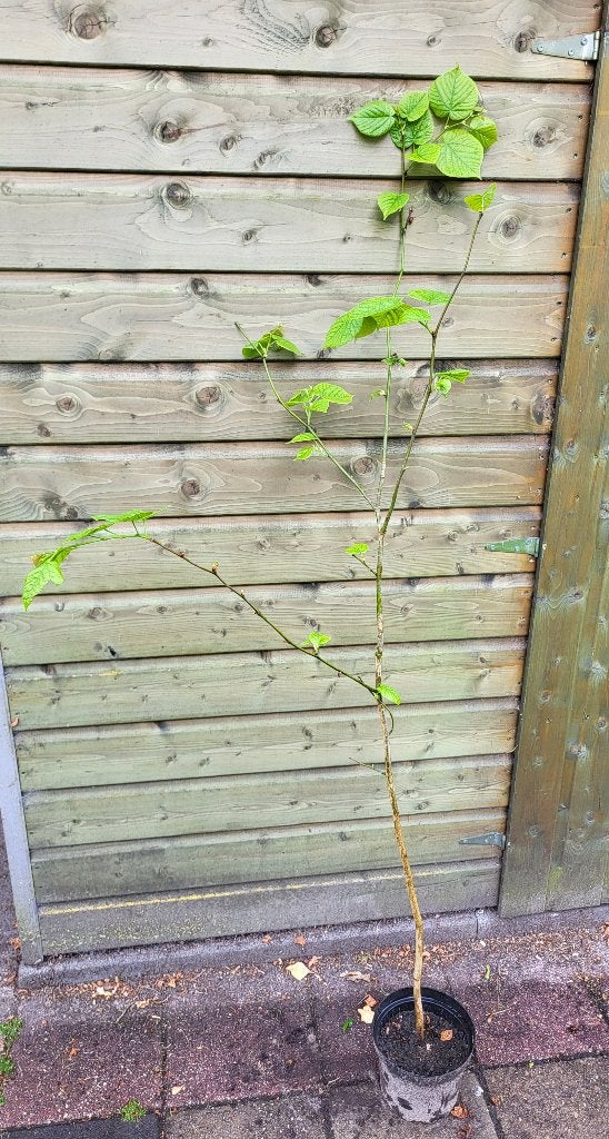 Linde boom, Tuin en Terras, Planten | Bomen, Overige soorten, 100 tot 250 cm, Ophalen, Volle zon