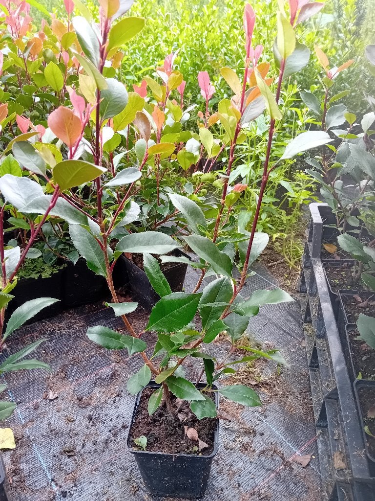Photinia Little Red Robin, Ophalen, Overige soorten, Minder dan 100 cm