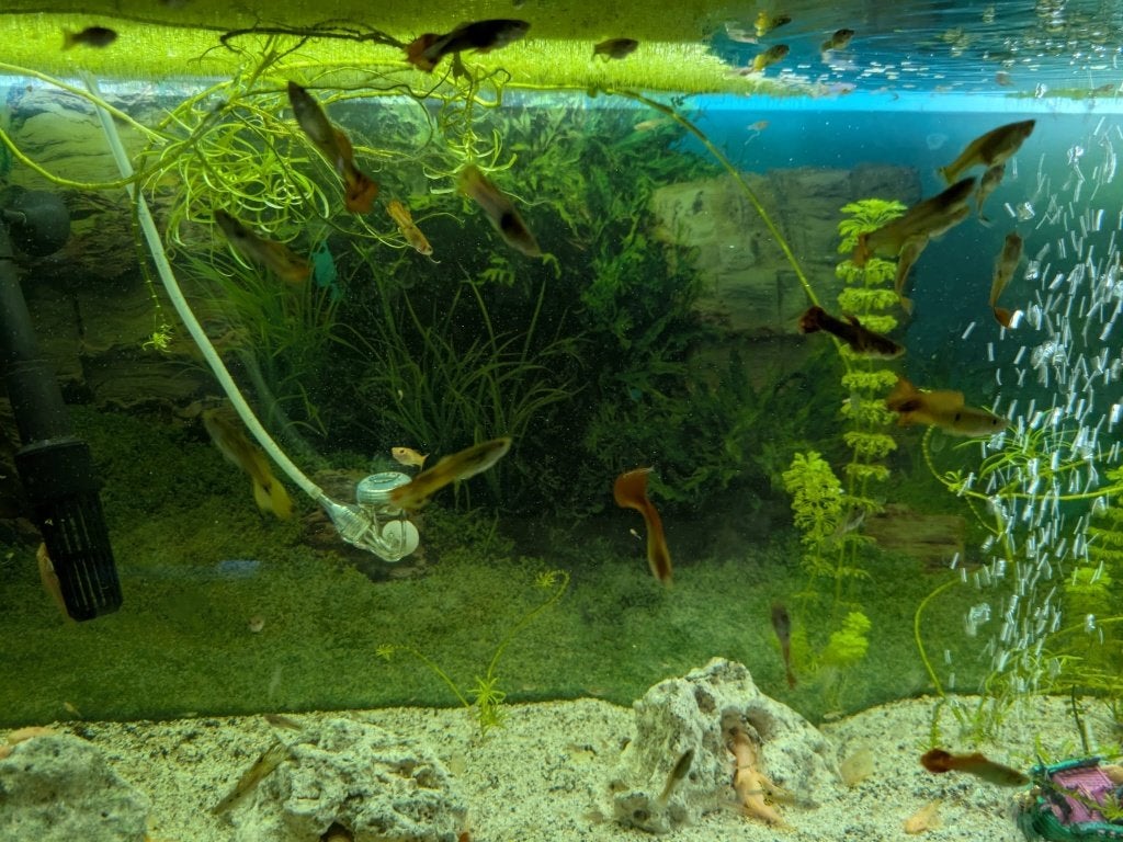 guppy, Vis