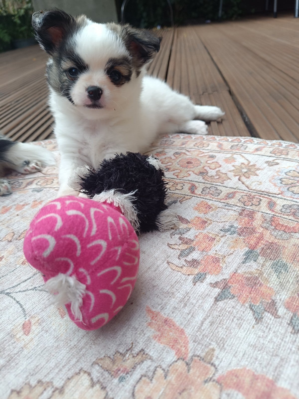 pomchi reutje, Dieren en Toebehoren, Reu, 8 tot 15 weken, Eén hond, Chihuahua