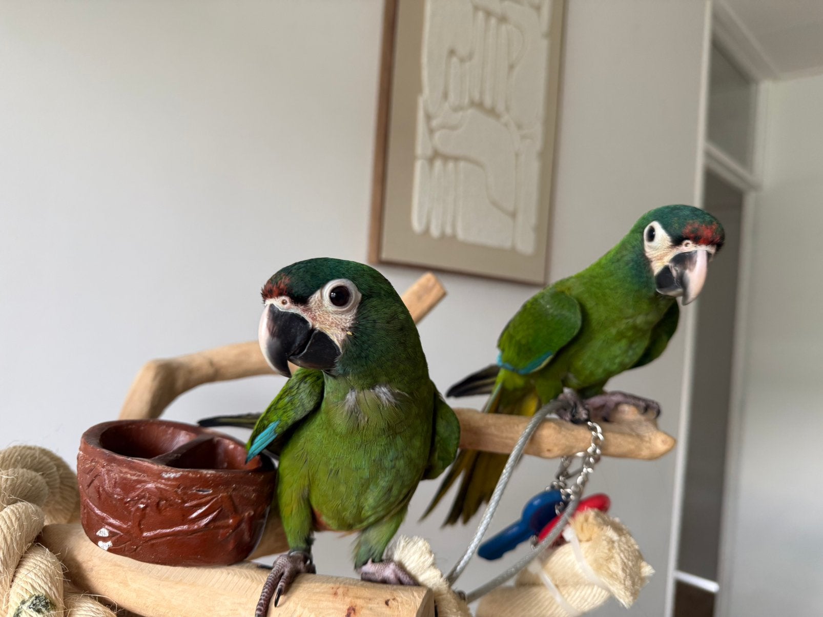 0-2 jonge handtamme ara maracana zusjes, Dieren en Toebehoren, Vogels | Parkieten en Papegaaien, Vrouwelijk, Papegaai, Pratend