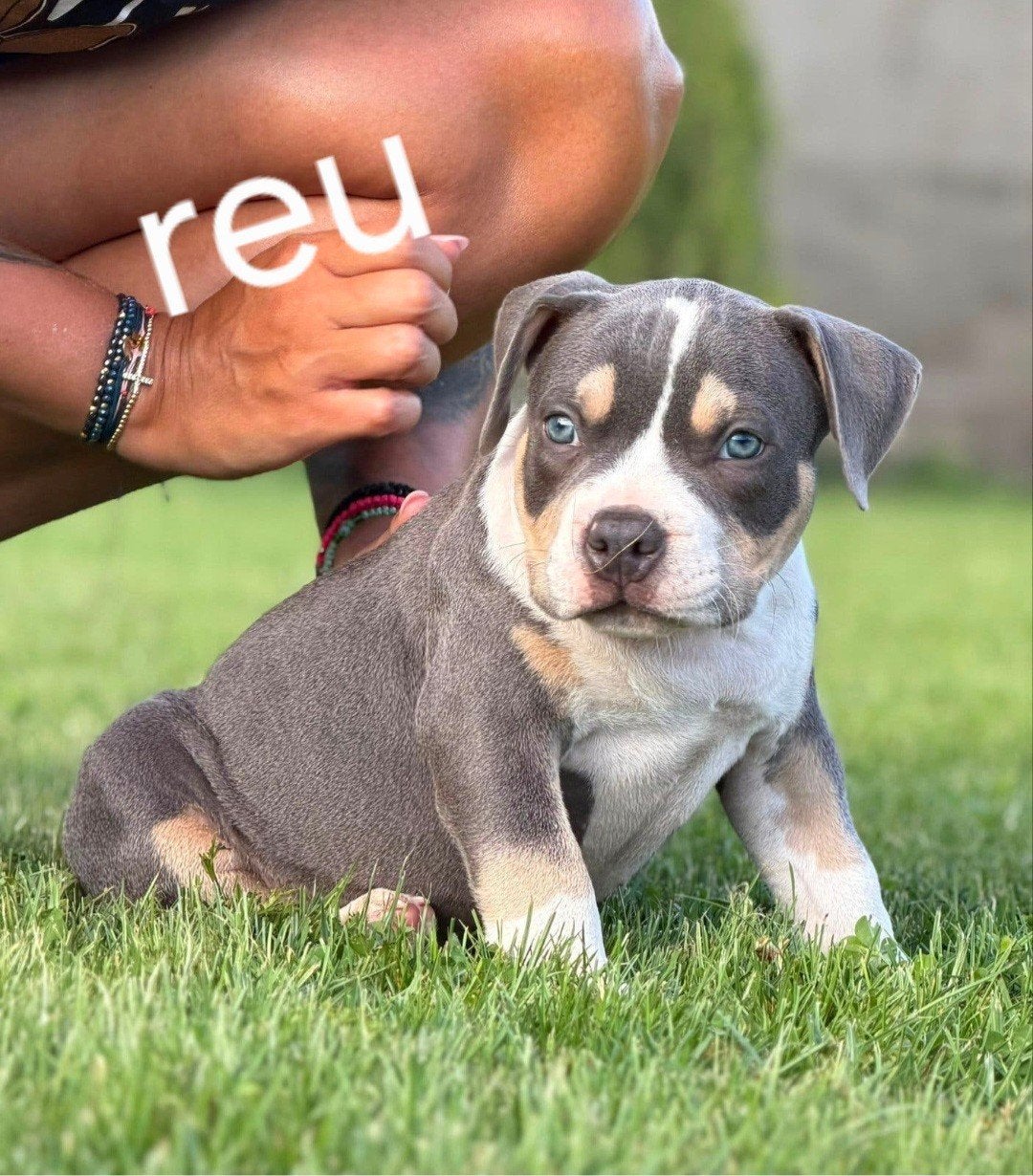 american bully pocket pups, Dieren en Toebehoren, 15 weken tot 1 jaar, Overige rassen, Meerdere, Meerdere dieren