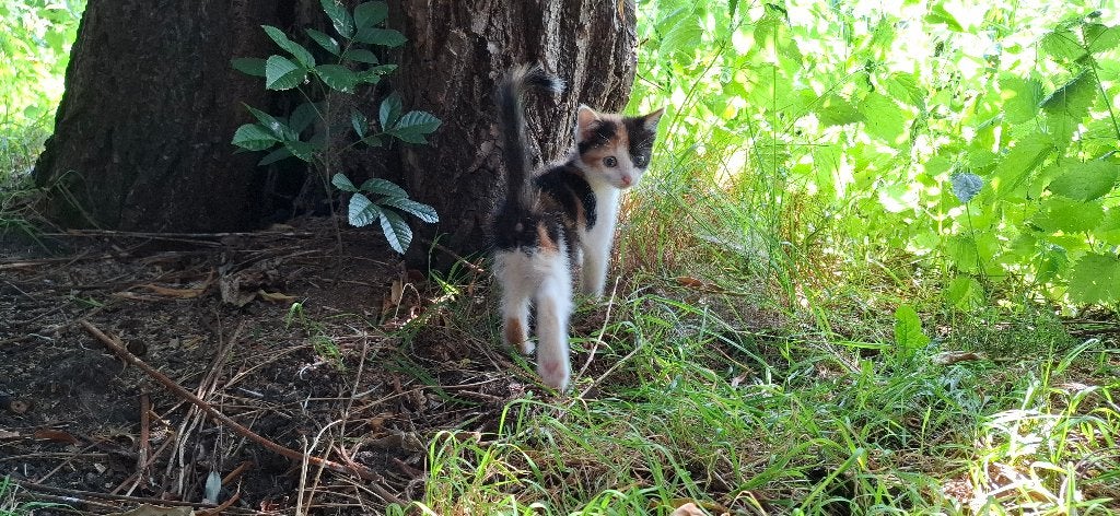 Lieve kitten van zorgboerderij (nog 1 vrouwtje te koop), Poes, Ontwormd, 0 tot 2 jaar