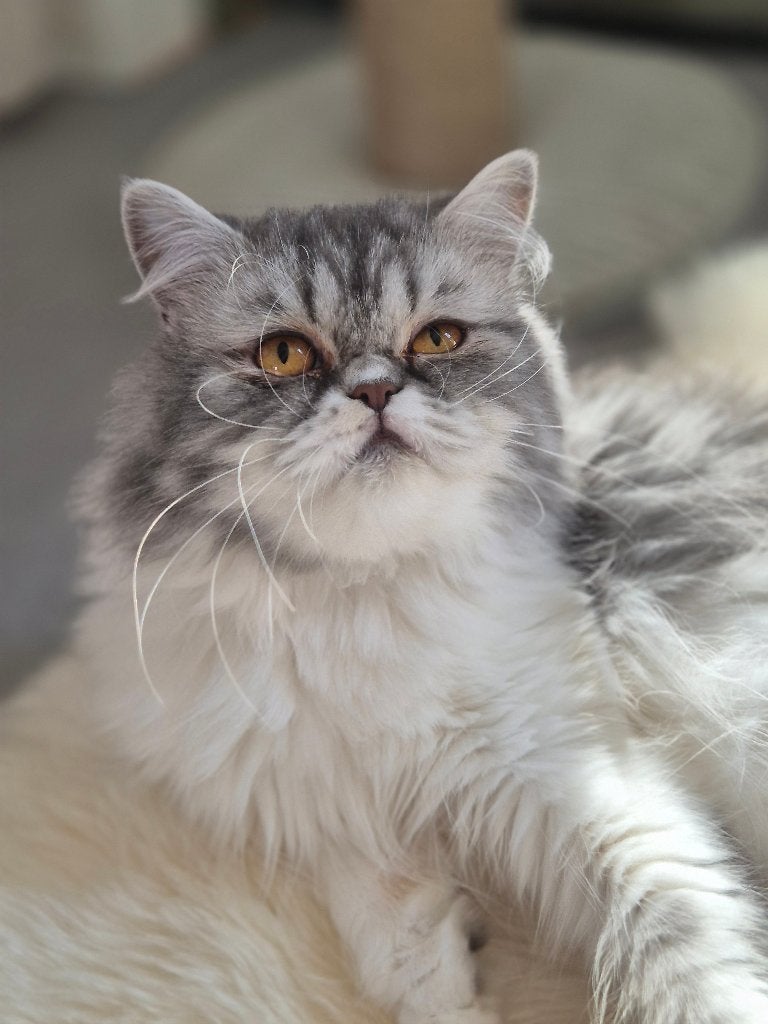 Lieve Perziche poes 2 jaar oud zoekt gouden mandje, Poes, Gechipt, 0 tot 2 jaar