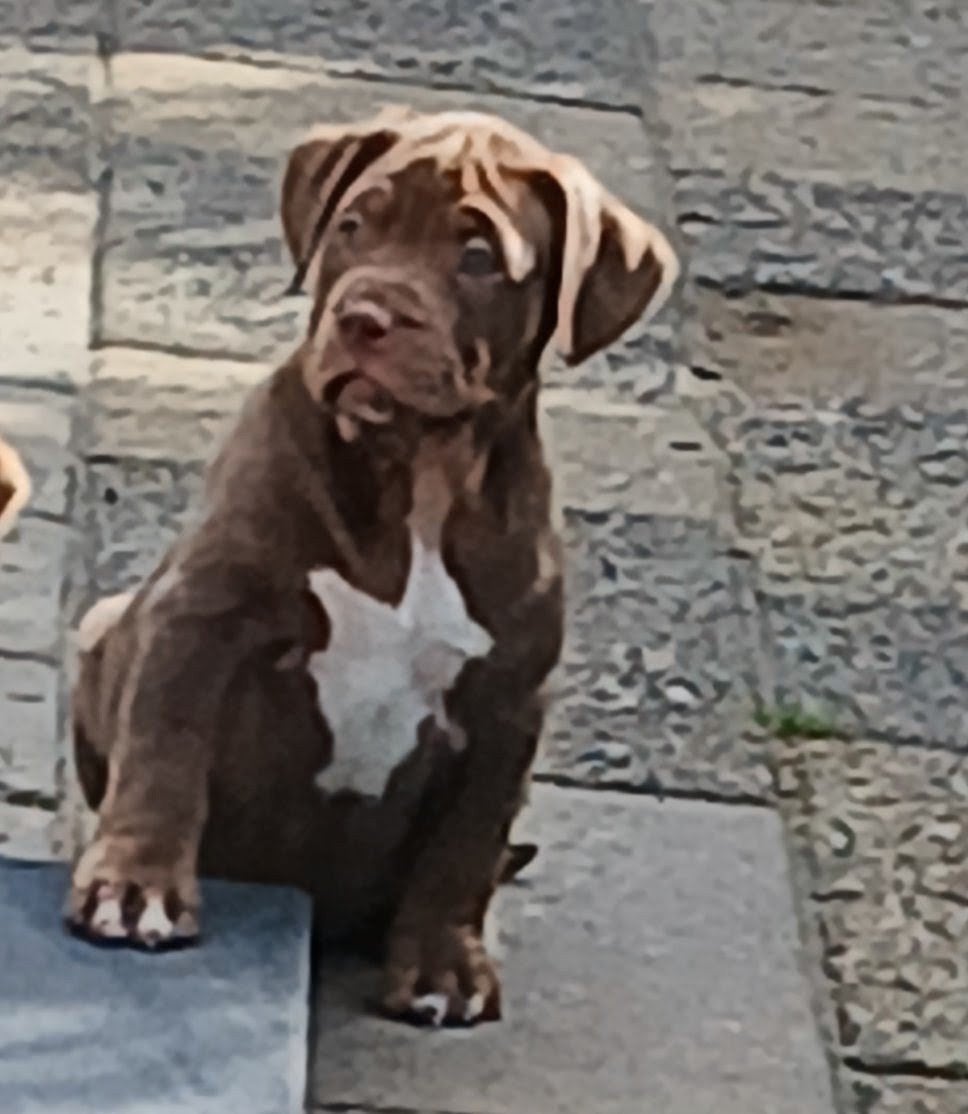 Bully Xl pups tri color  mogen gelijk mee, Parvo, Overige rassen, 8 tot 15 weken, Meerdere