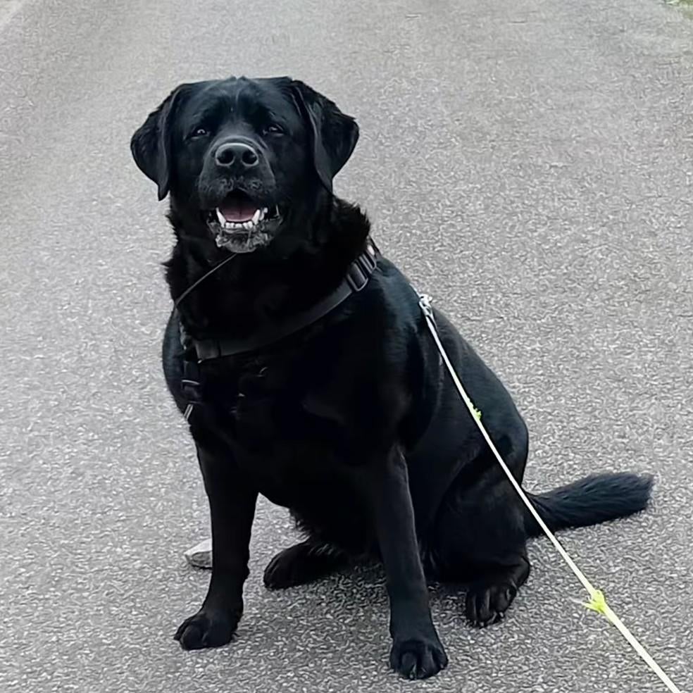 Labrador zoekt een nieuw thuis, Teef, Labrador retriever, Parvo, Eén hond