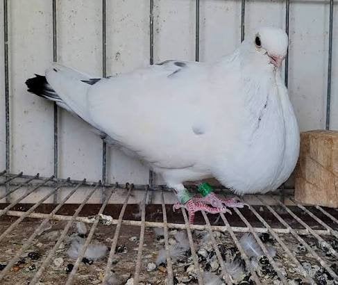 Gezocht!!!!, Meerdere dieren, Kropper