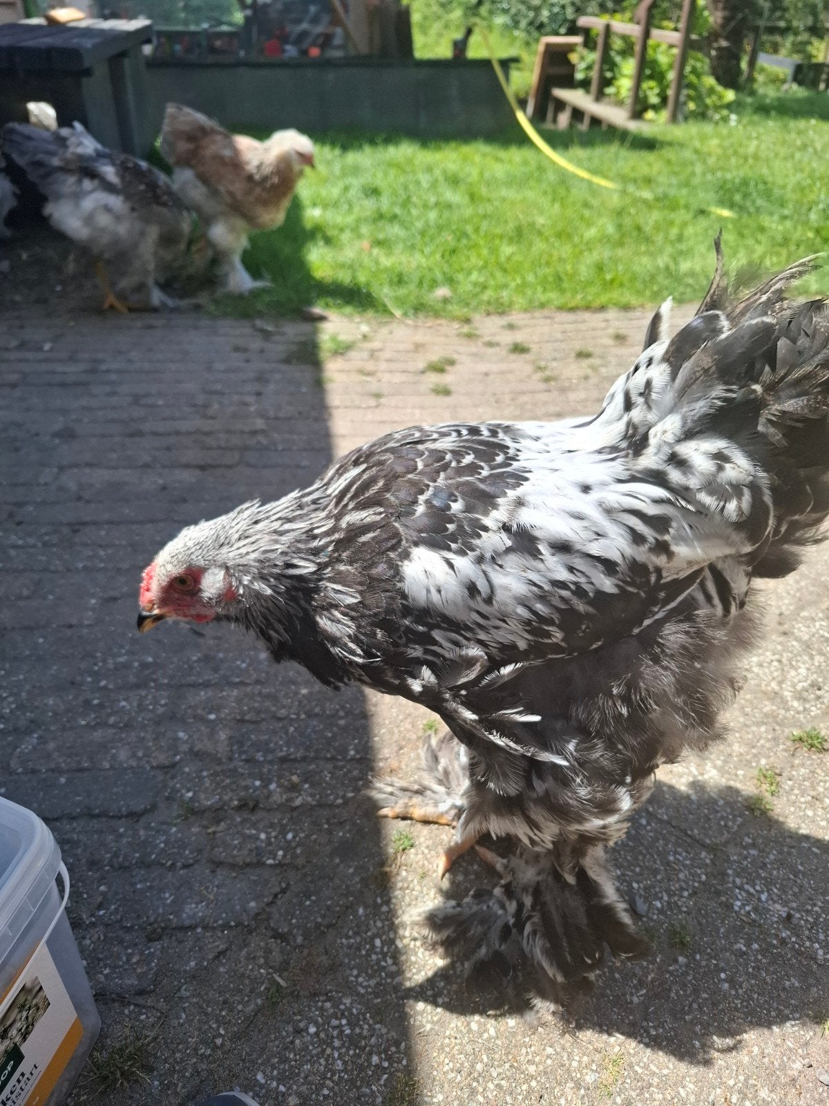 Brahma haan, Dieren en Toebehoren, Pluimvee, Mannelijk, Kip