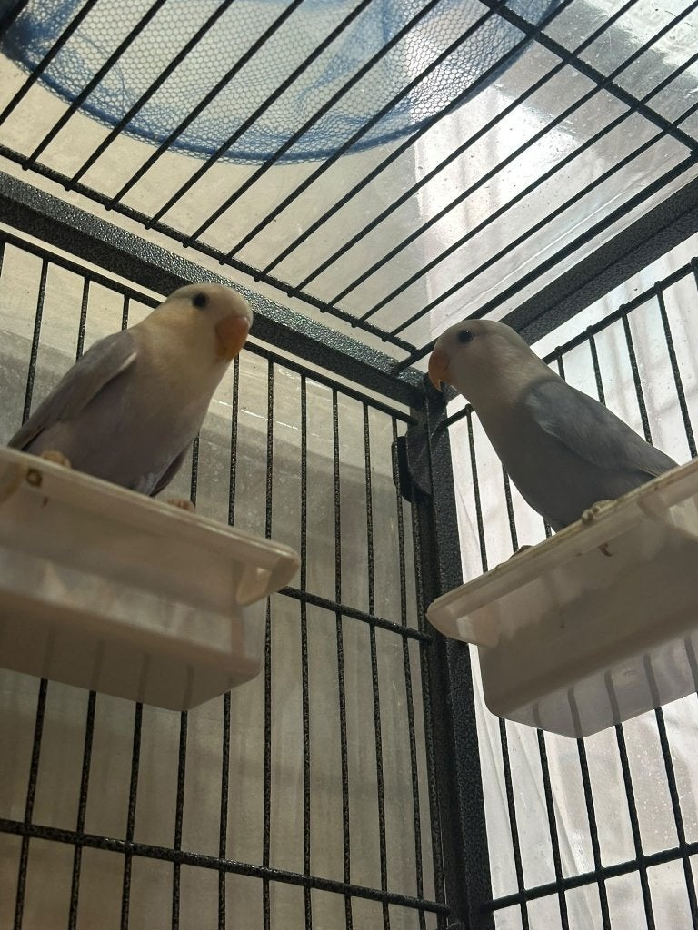 Grote vogelkooi met 5 agapornis, Ophalen, Zo goed als nieuw, Metaal, Vogelkooi