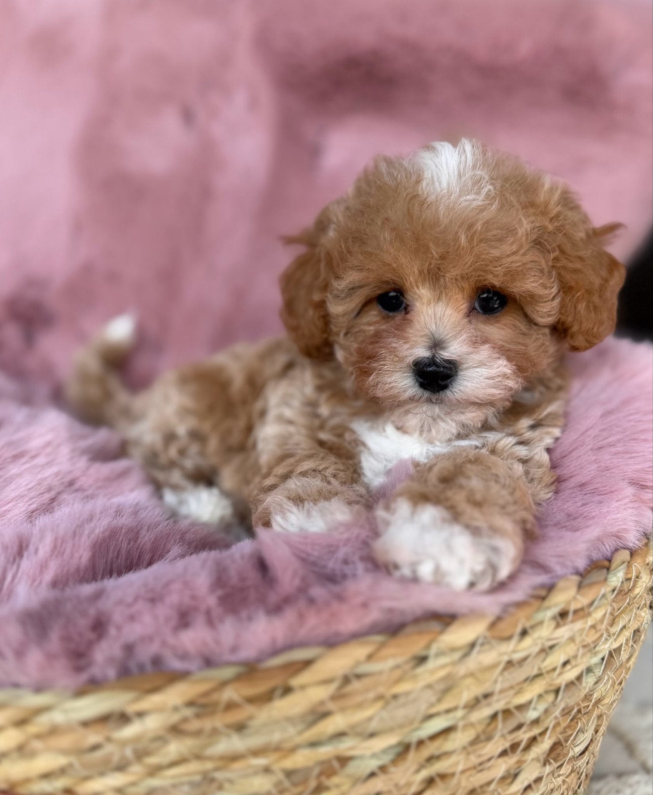 maltipoo pups, Overige rassen, 8 tot 15 weken, Meerdere, Meerdere dieren