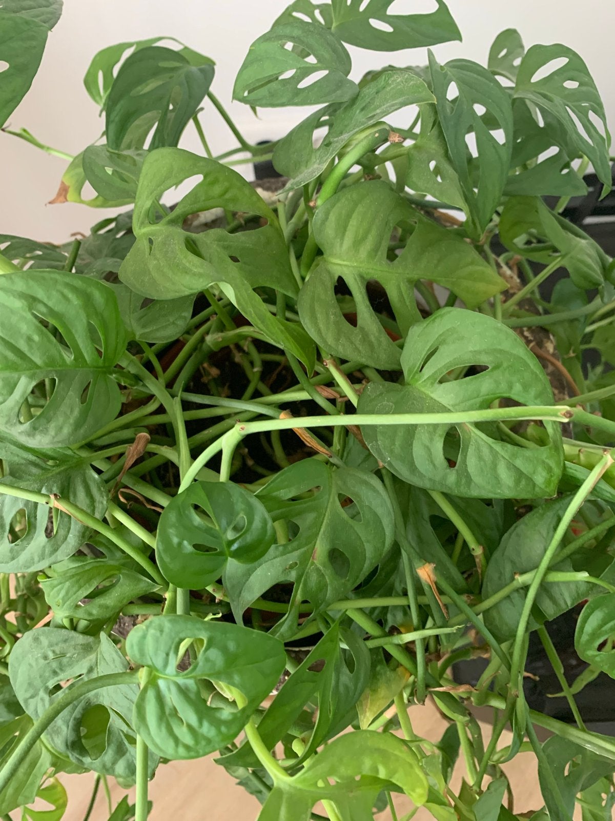 Monstera Adansonii - Apenblad - Gatenplant, Ophalen, Vaste plant, Bloeit niet, Halfschaduw
