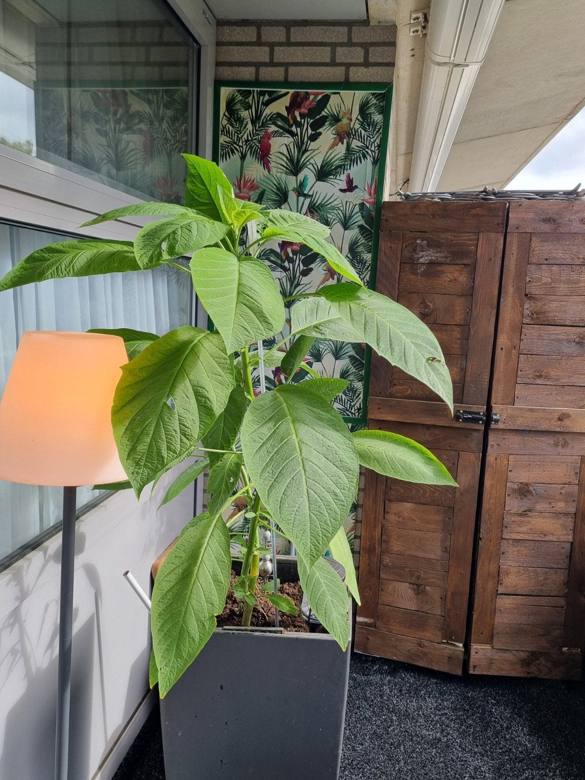 Grote datura (trompet) VANDAAG OPHALEN €15,=, Tuin en Terras, Ophalen, Minder dan 100 cm