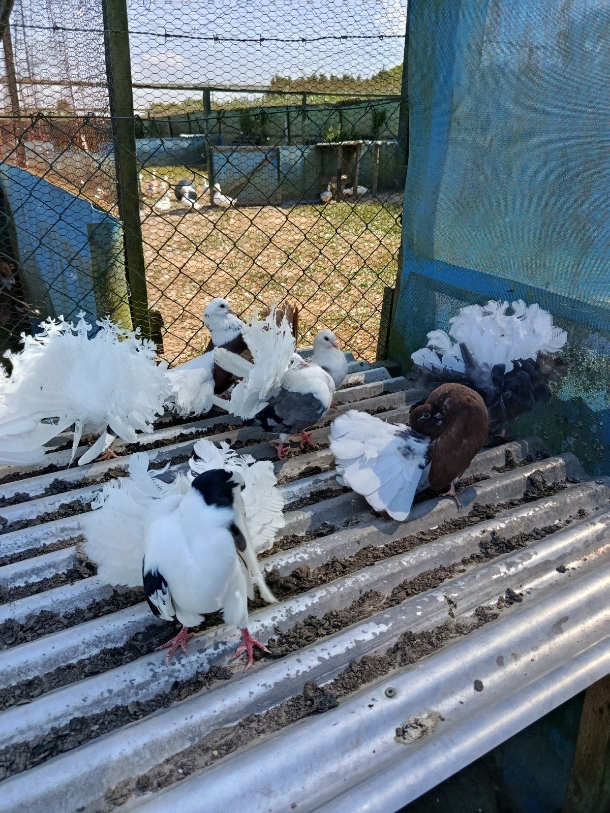 Prachtige Pauwstaartduiven te koop, Dieren en Toebehoren, Vogels | Duiven, Meerdere dieren