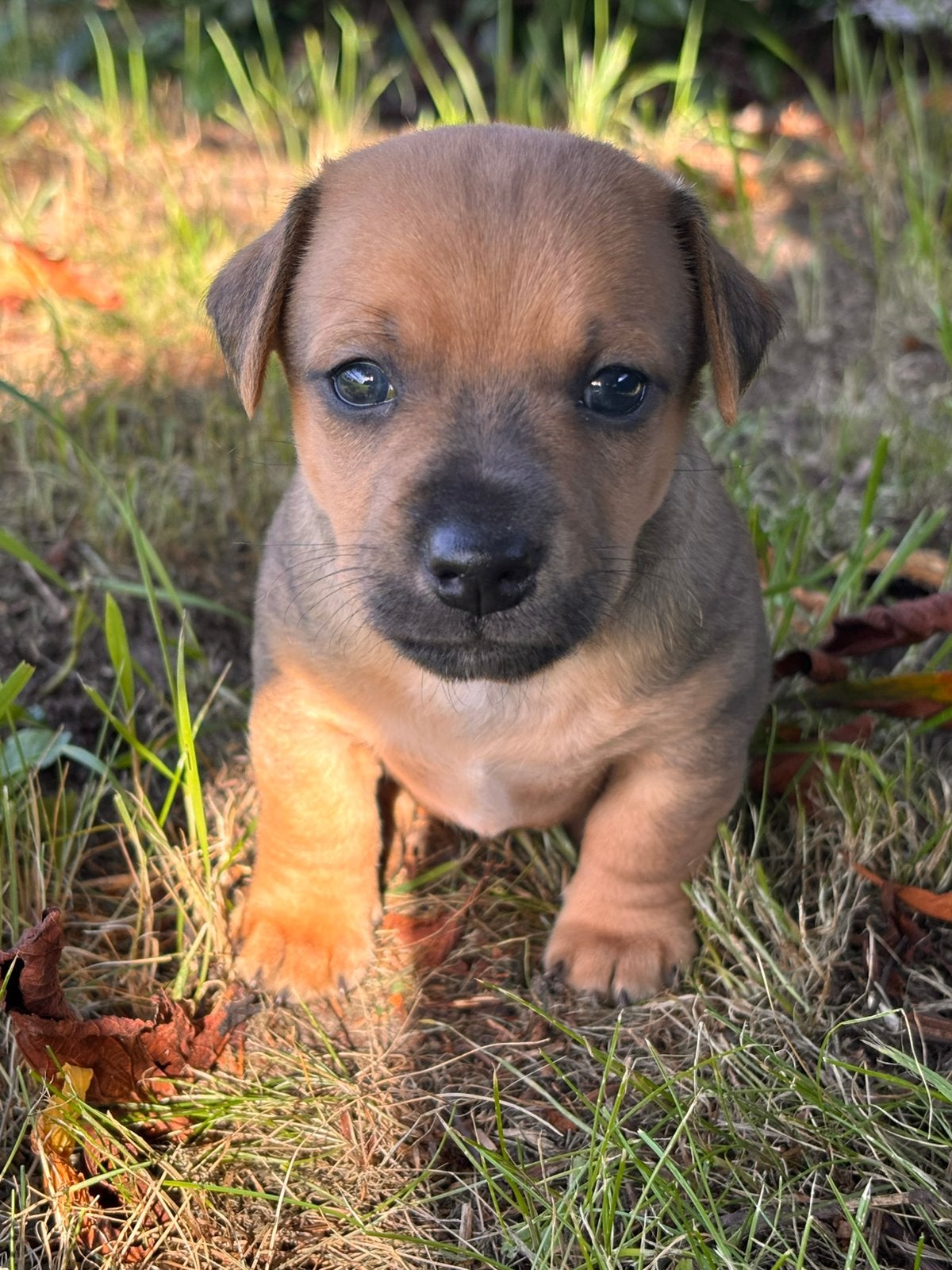 Knappe jackrussel pups, Dieren en Toebehoren, Jack Russell Terriër, Reu, 8 tot 15 weken, Meerdere