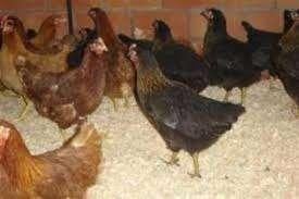 Zwarte Barnevelders en Bruine Barnevelder kippen., Dieren en Toebehoren, Pluimvee, Vrouwelijk, Kip