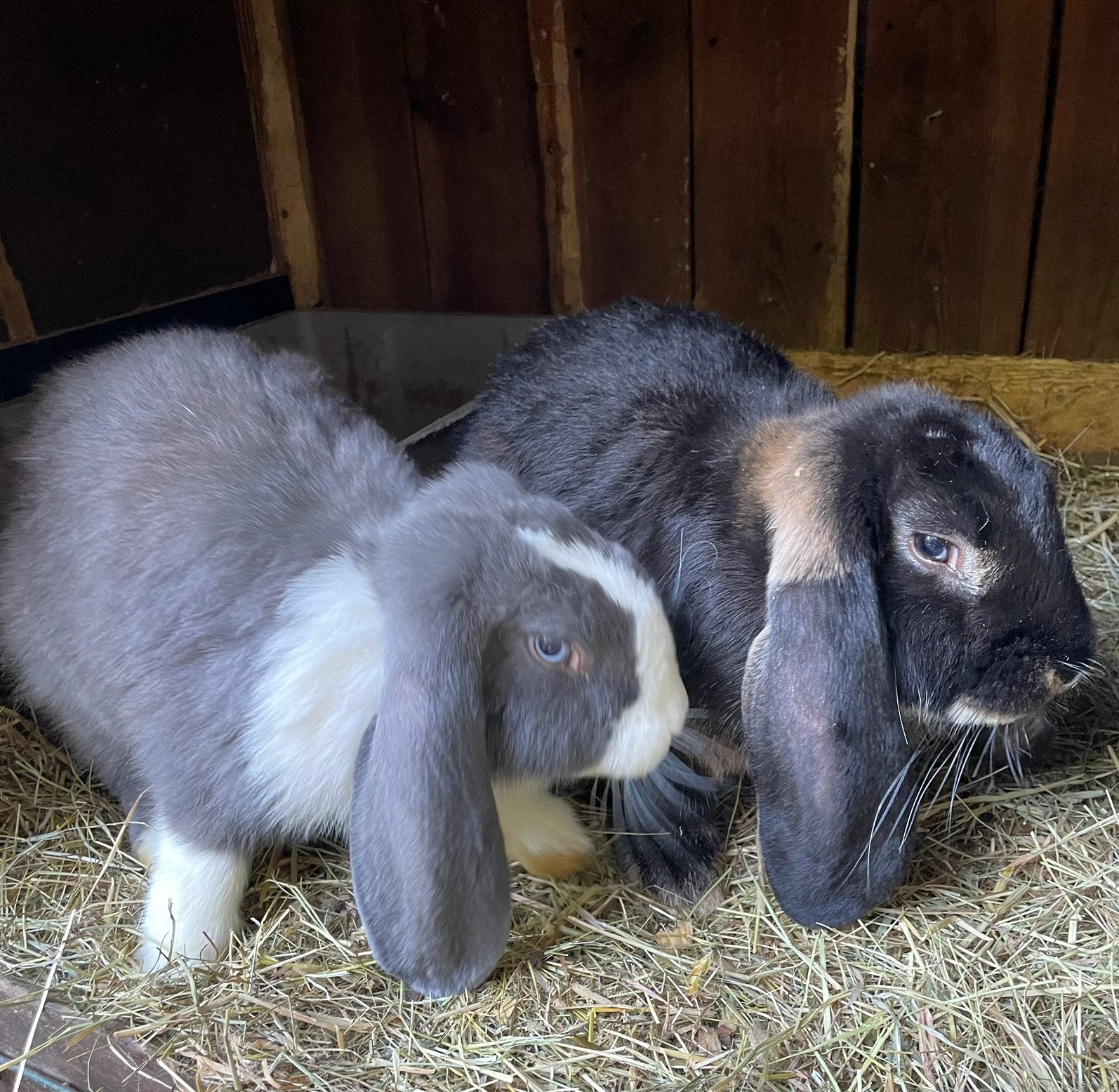 Speciale lieve franse hangoor rammetjes, Dieren en Toebehoren, Mannelijk, Groot, Hangoor, 0 tot 2 jaar