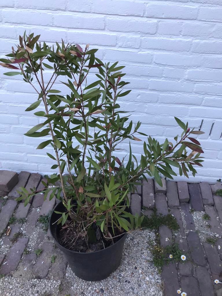Callistemon citrinus splendens / Rode lampenpoetser, Tuin en Terras, Planten | Tuinplanten, Ophalen, Eenjarig, Overige soorten