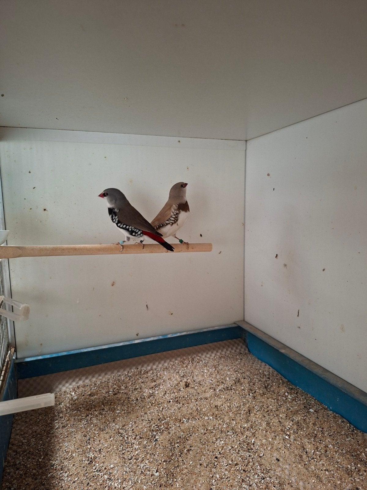 Diamantvinken, Dieren en Toebehoren, Meerdere dieren