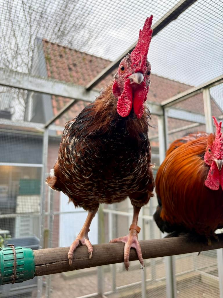 Blaze, mooie haan, Mannelijk, Kip