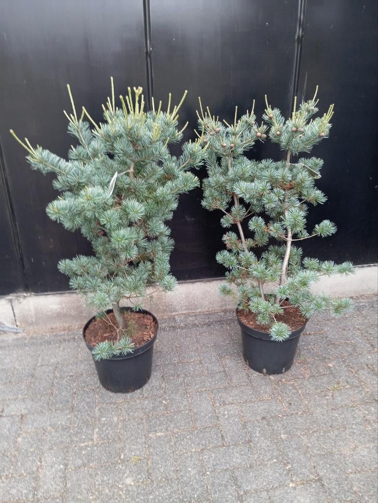 Pinus parviflora, Ophalen, Overige soorten, Volle zon