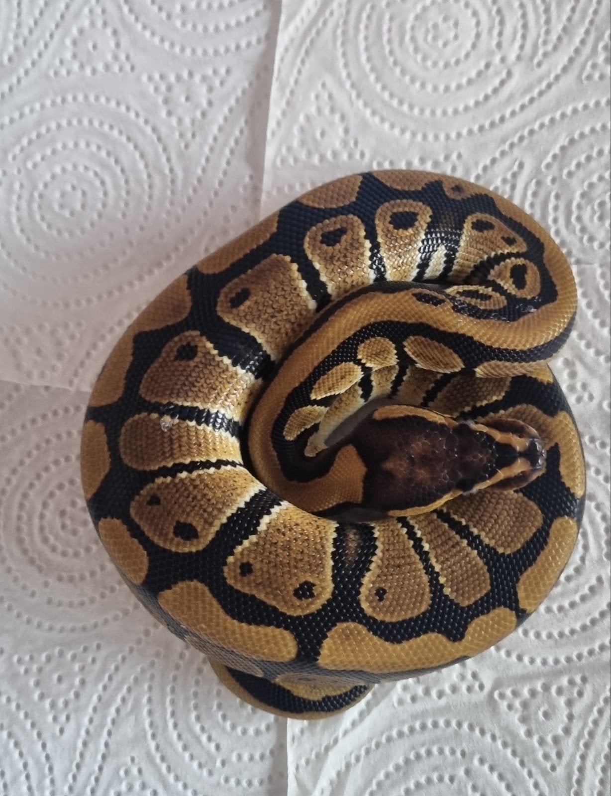 koningspython Ball Python - unknown for sale from Mark
