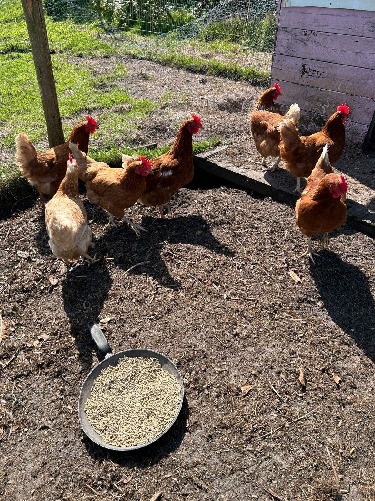 5 bruine Lohmann Leghennen + haan, Dieren en Toebehoren, Pluimvee, Vrouwelijk, Kip