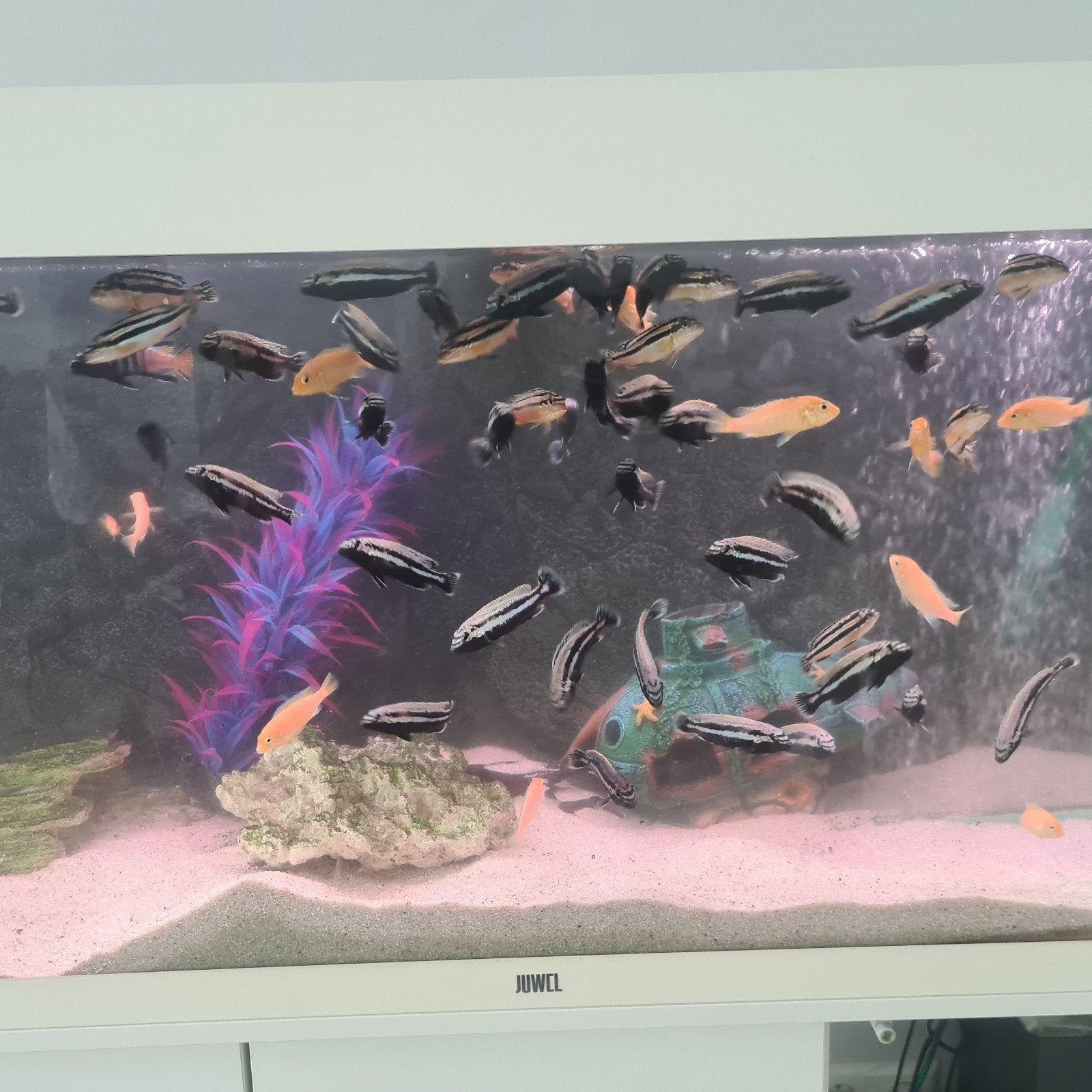 Cichliden yellow en auratus, Vis